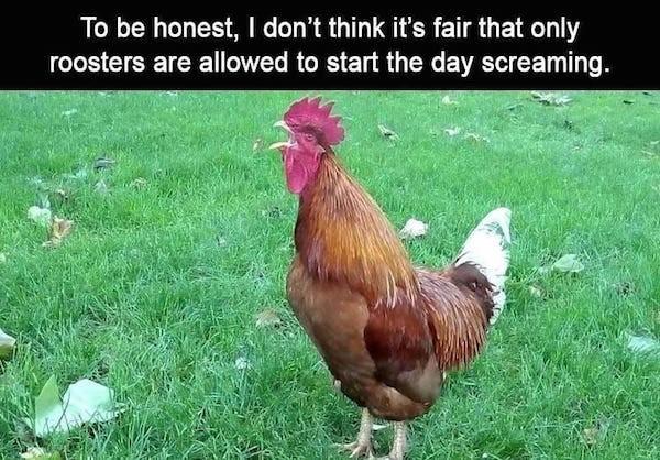 Rooster Crowing with Caption